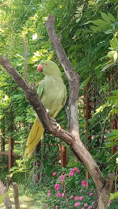 Green Ringneck Parrot for Sale, Healthy Bird, Islamabad