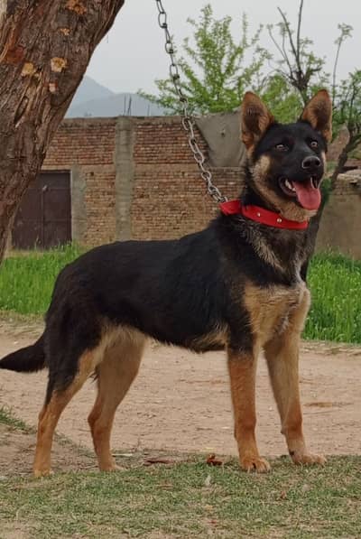 Belgium Shepherd female age 6 month full security guardian for sale