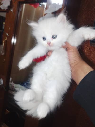 Persian kittens punch face doll face triple coated black  white