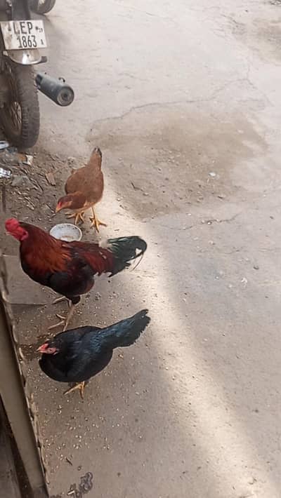 Desi aseel 1 murga Mianwali cross 3 murgiyan