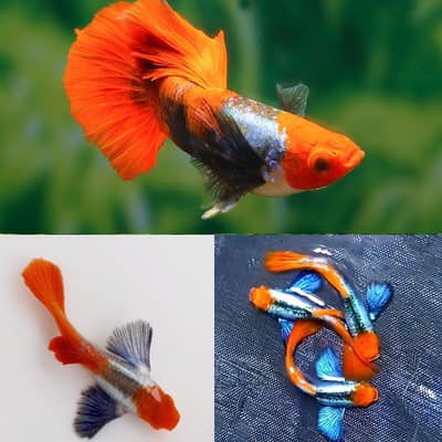 exotic guppies tuxedo koi  rainbow mosaic and snails and plants
