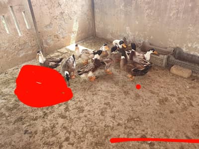 Fancy Male for Sale on immediate basis on through away prices