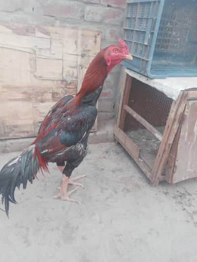 waraich aseel murga for sale