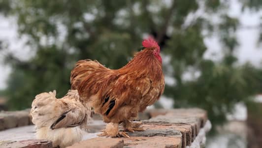 Bantam pair healthy breeder