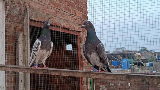 Ferozpuri Breedar Nd Resulted Pair