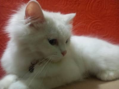 Persian Cat