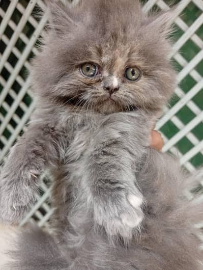 Mashallah Persian kitten