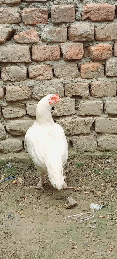 old blood line zero size tukke hovi bnd jor