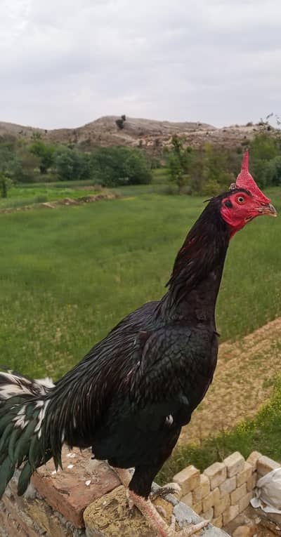 Bengum patha for sale