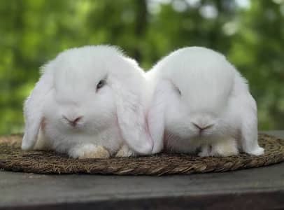 Healthy and active Holland lop bunnies