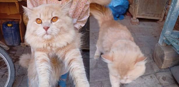 bhot piyara han our jaldi ghulmil jata han