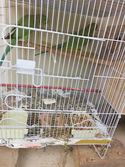 Talking Ring neck Breeder pairs and next season ready to breed pair