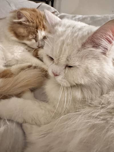 Male Persian cat. 3 years old