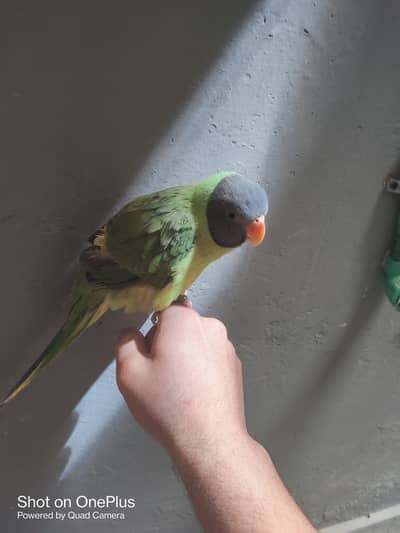 slaty headed parakeet for sale