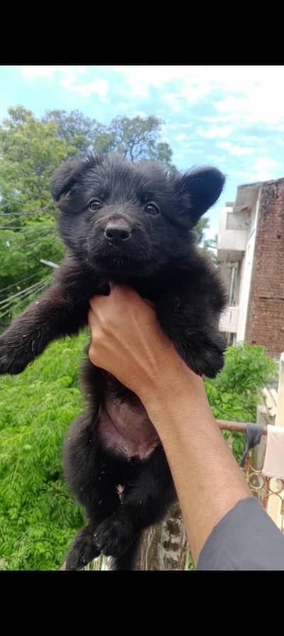 long coat black shepherd female puppy