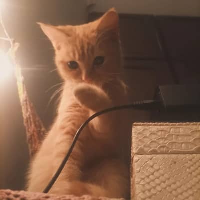 orange female tabby cat for adoption with all accessories