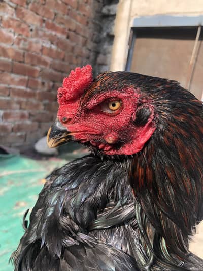 Thai Pakoy Aseel Patha | Lakha Mushka | Hard Body | 9 Months