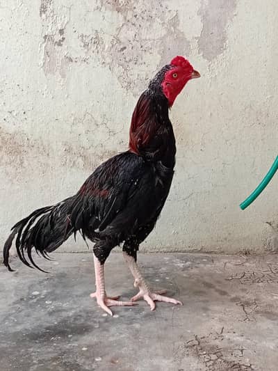 Pure Aseel quranttee