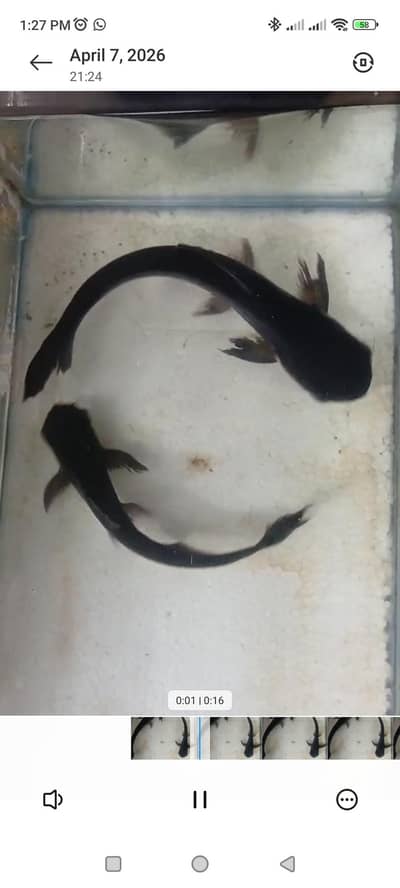 Blue Line Shark 1 Foot Long.