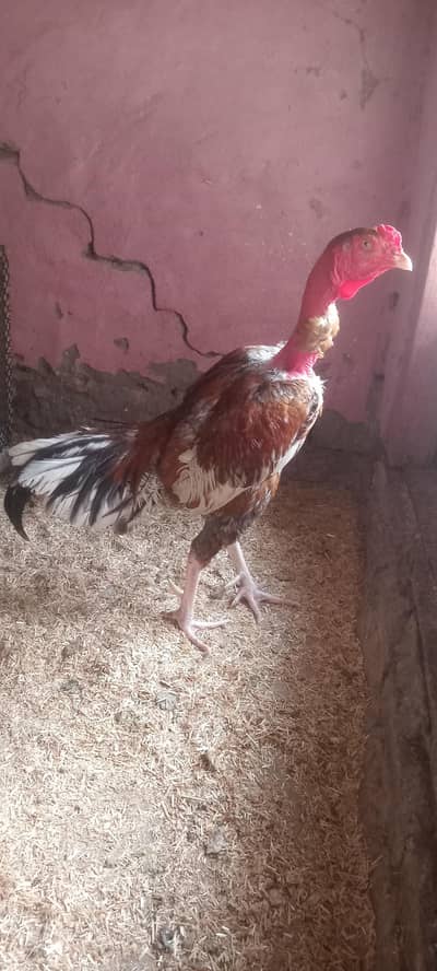 aseel ghanaoi gunga pair