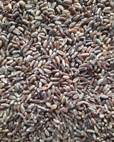 black antioxidant wheat
