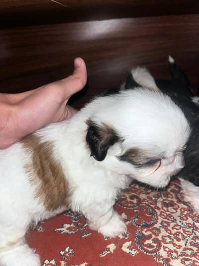 shitzu puppies for sale 0/3/3/1/5/7/5/4/3/1/3