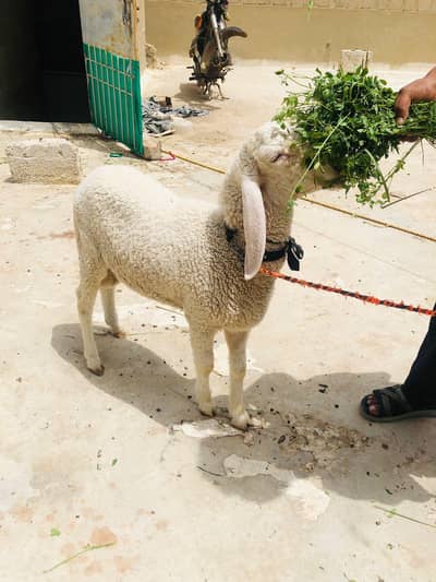 larkana dumba age 3.5 month and 8 month larkana gulabi 2026 qurbani