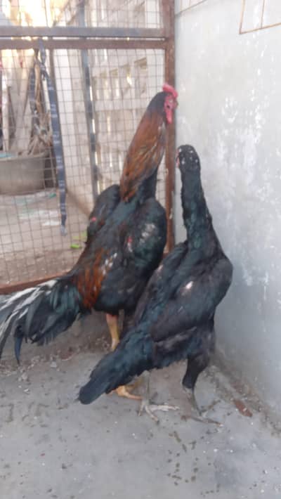 king shamo Belgium breed