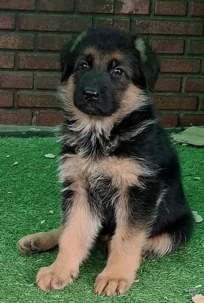 Pedigree German Shepherd male puppy