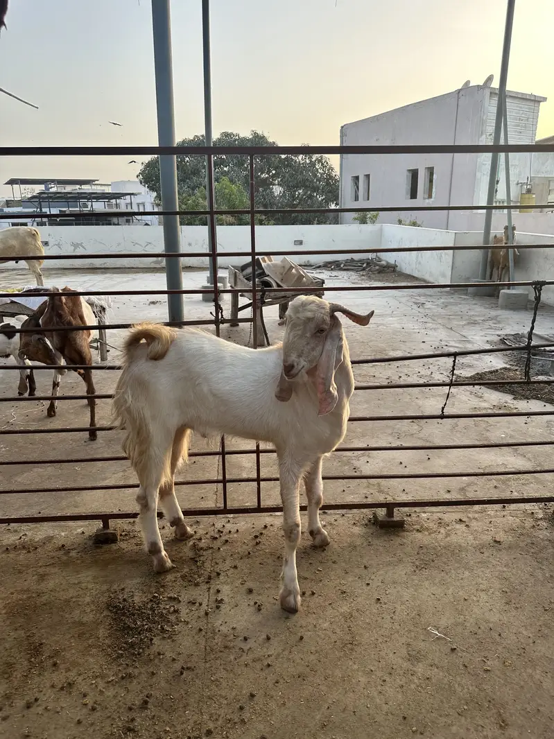 Breeder goats for sale — photo 8