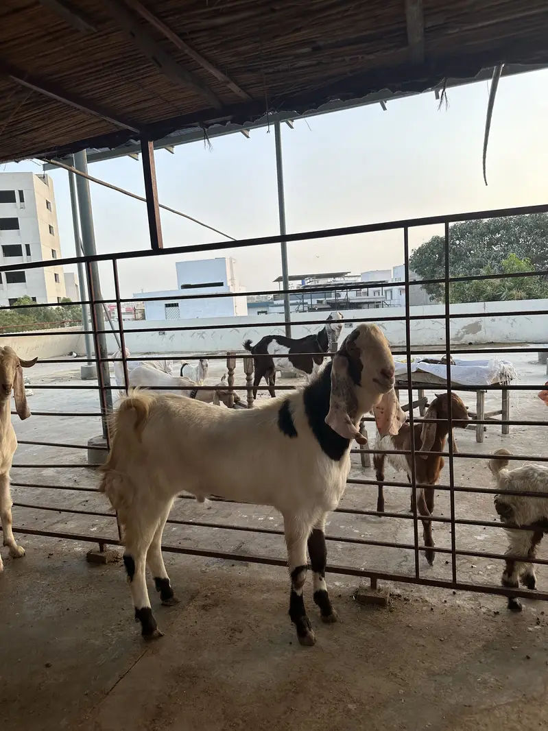 Breeder goats for sale — photo 9