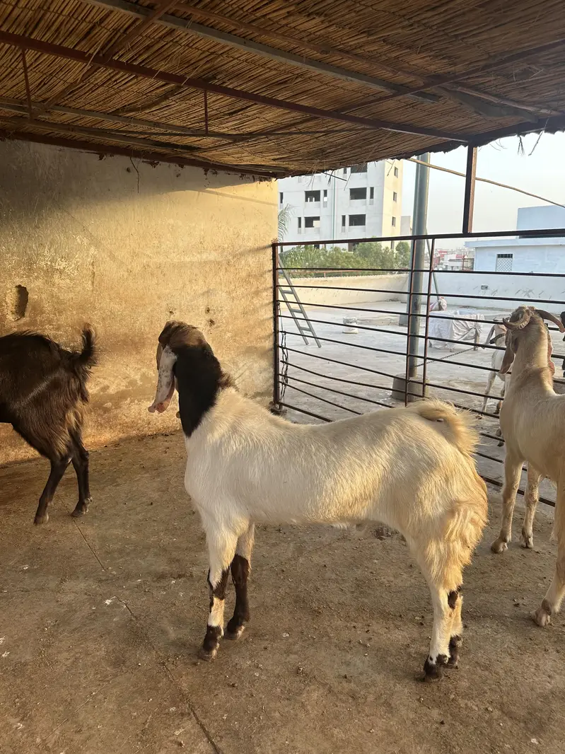 Breeder goats for sale — photo 10