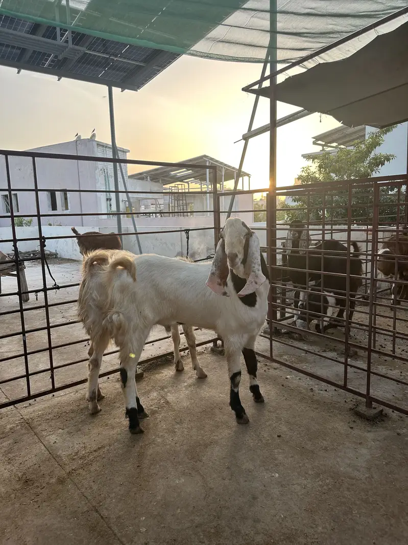 Breeder goats for sale — photo 11