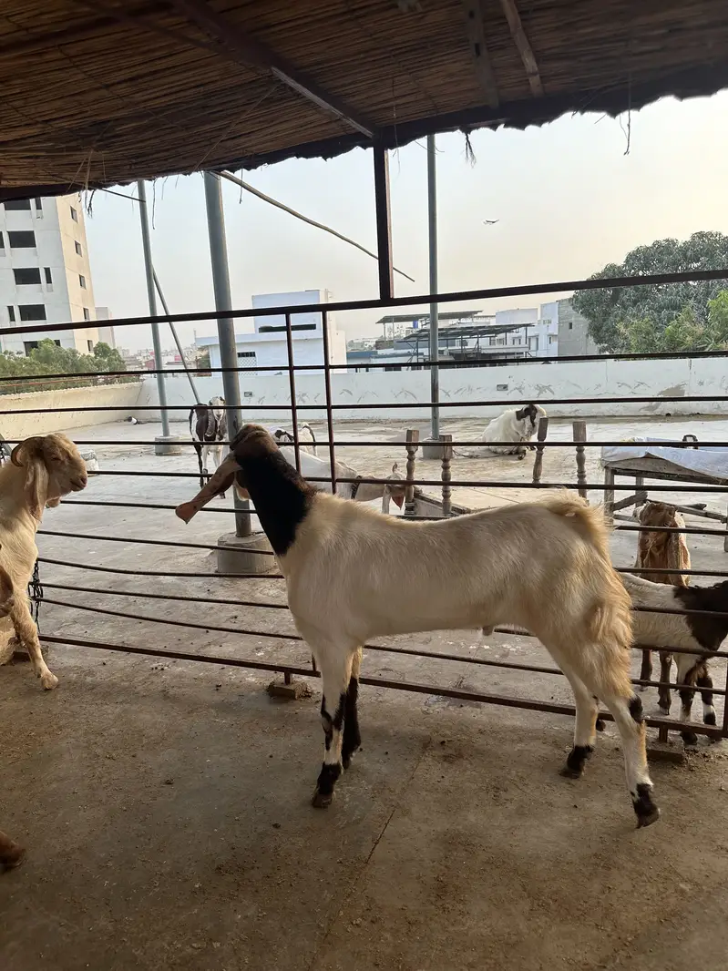 Breeder goats for sale — photo 12