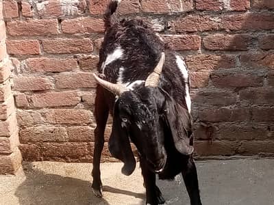 Qurbani k liey behtreen Janwar hy
