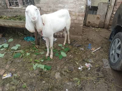 bakri | rajanpuri bakri | beetal bakri | desi bakra | goats for sale