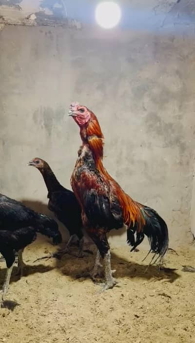 hen | ayam cemani | White Shamo | White shamo | Dragon | Aseel Shamo