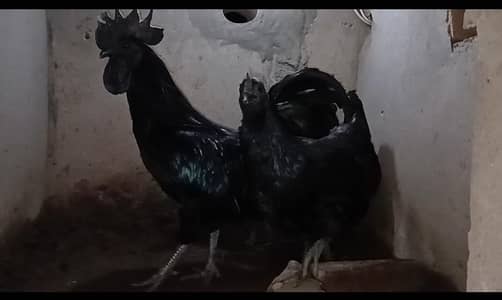 hen | ayam cemani | White Shamo | White shamo | Dragon | Aseel Shamo