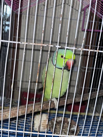 Talking Parrot