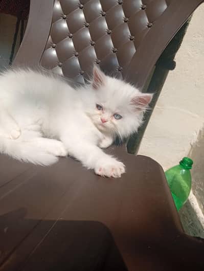 White pershian male kitten Double Eye