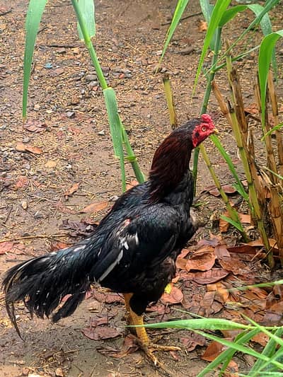 Aseel muskha murga for sale  03320332553