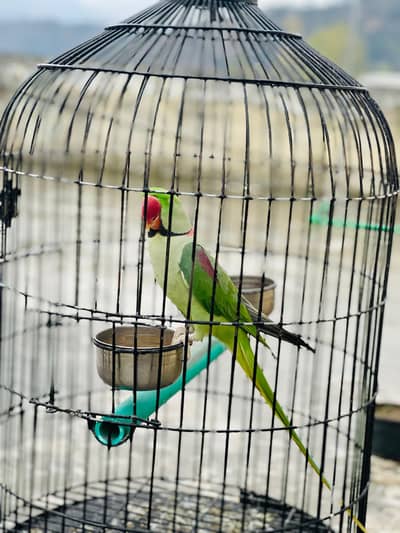 Kashmiri Raw Gender ( Male)