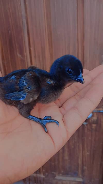 ayam cemani | White Shamo | White Thai | Dragon | Aseel Shamo |chicks