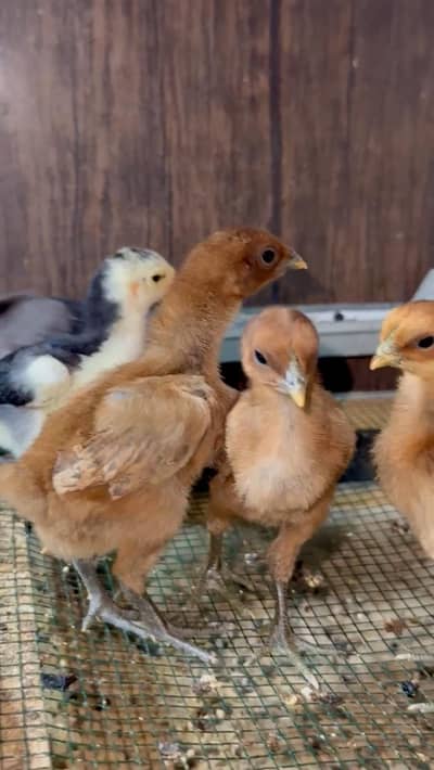 ayam cemani | White Shamo | White shamo | Dragon | Aseel Shamo |chicks