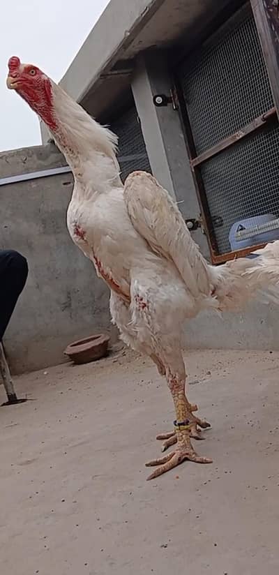 ayam cemani | White Shamo | White shamo | Aseel Shamo |chicks