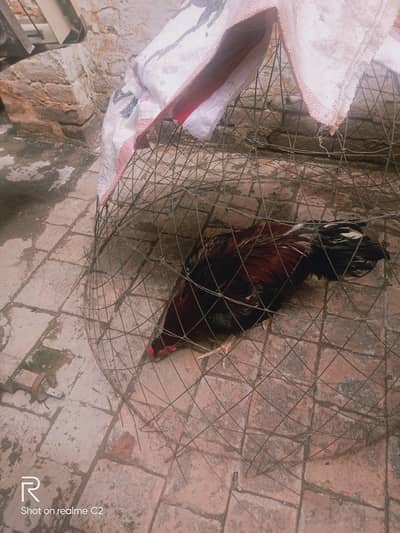 Aseel mianwali breeder