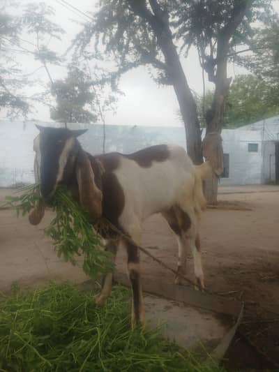 Qurbani bakri 2 dandi age 14 month