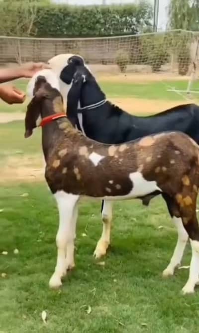 2 Bakre Qurbani Ke Liye For Sale,, +03228068418