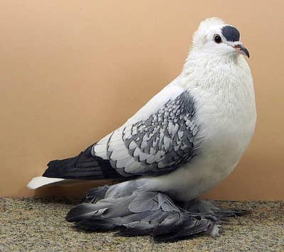 fancy pigeon 3 pairs