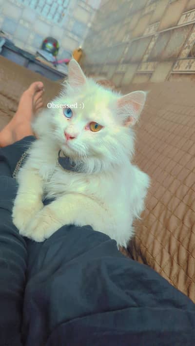 Persian male cat